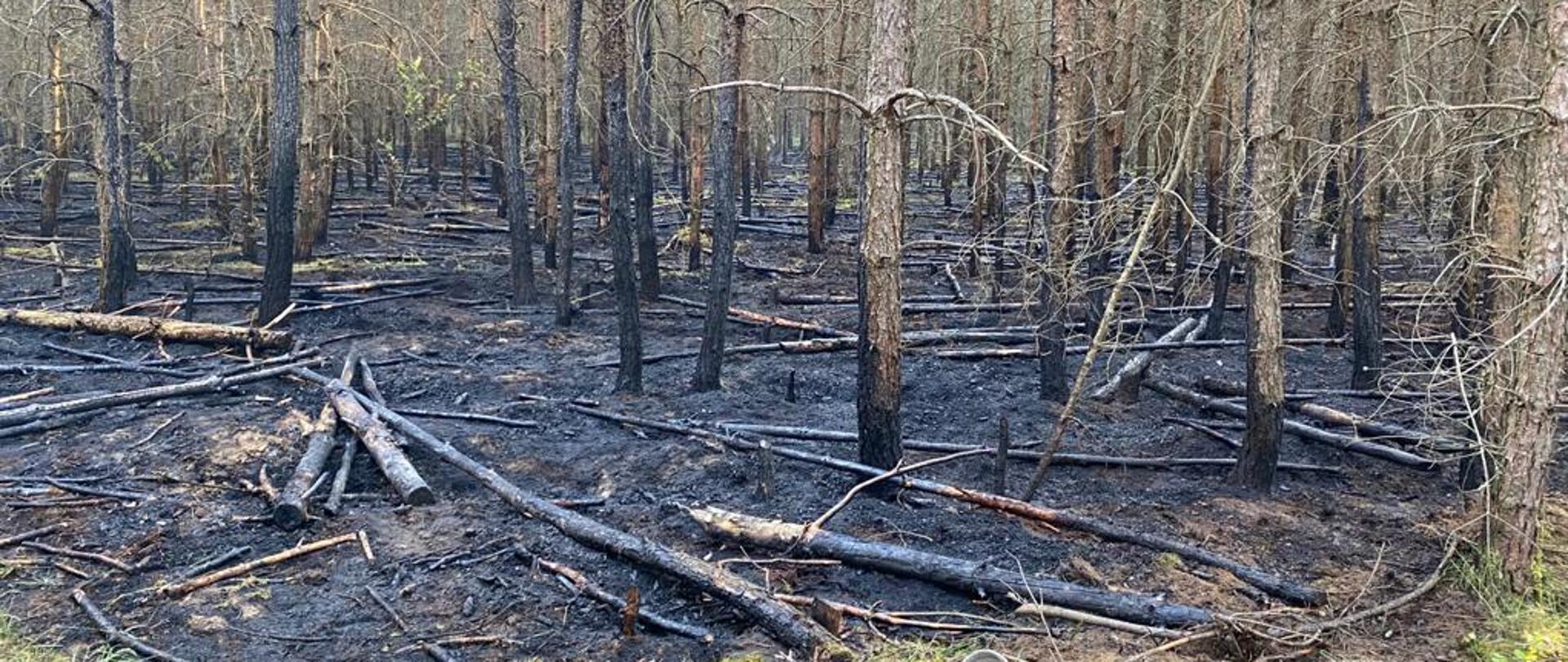 Łagów. Pożar lasu.