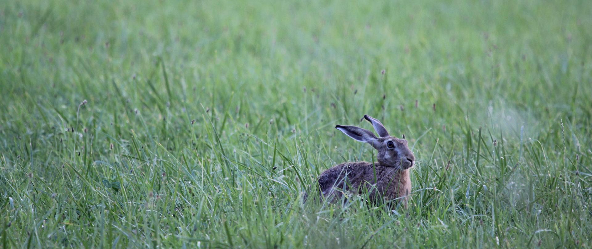 Na trawiastej łące jeden Zając szarak 