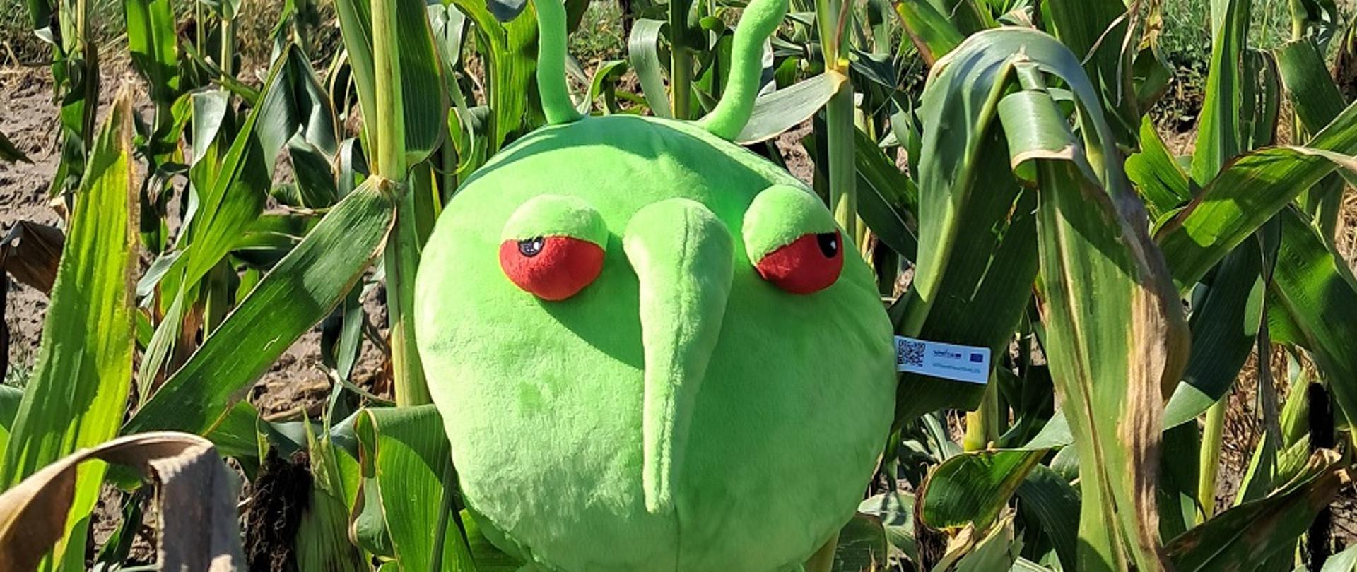 Zielony pluszowy robak znajdujący się w polu kukurydzy, w tle widoczne wysokie rośliny i dorodne kolby kukurydzy.