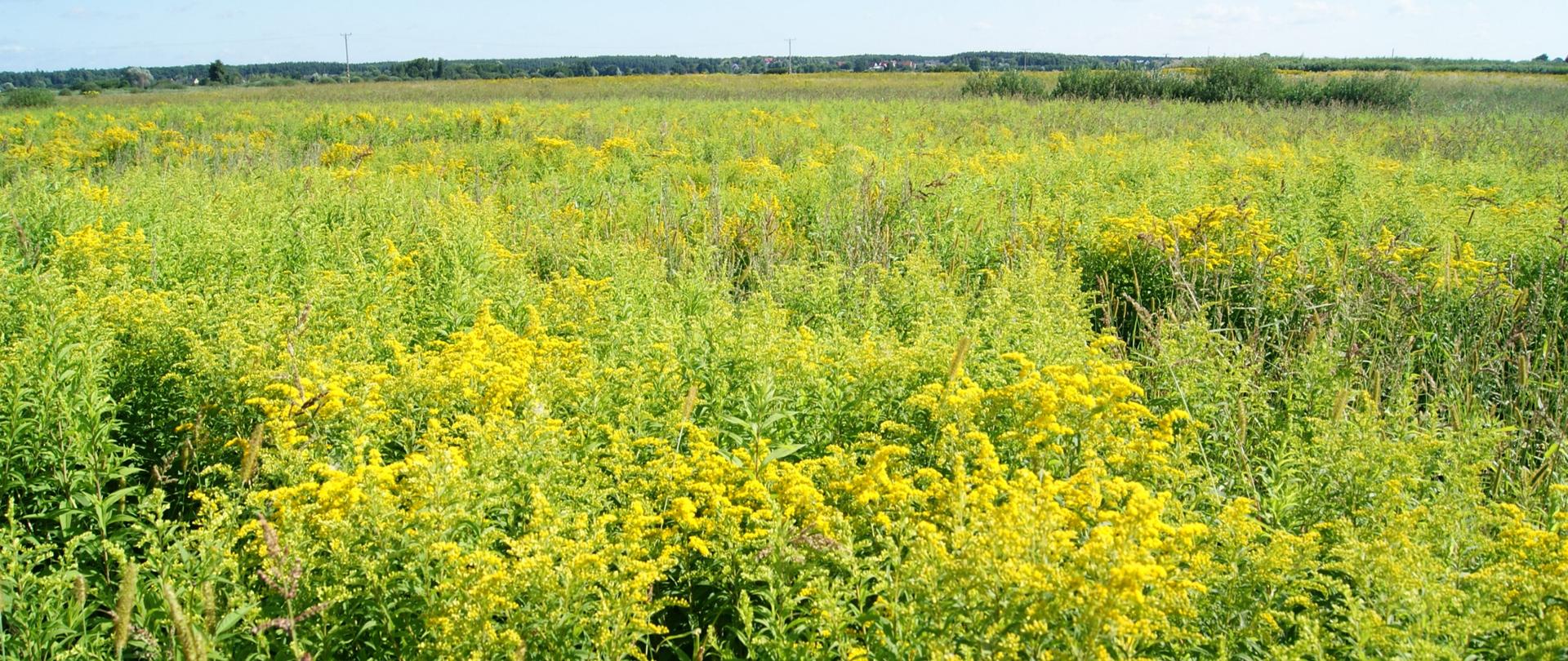  Na zdjęciu wielkoobszarowe pola nawłoci późnej.