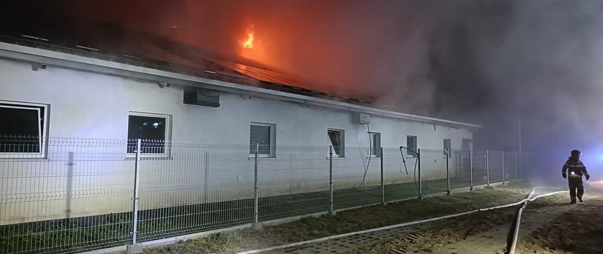 Zdjęcie przedstawia dłuższy bok budynku inwentarskiego. Z dachu budynku wychodzi ogień. Wzdłuż budynku przechodzi ogrodzenie, a pod nim leży wąż gaśniczy. Wzdłuż płotu przechodzi strażak.