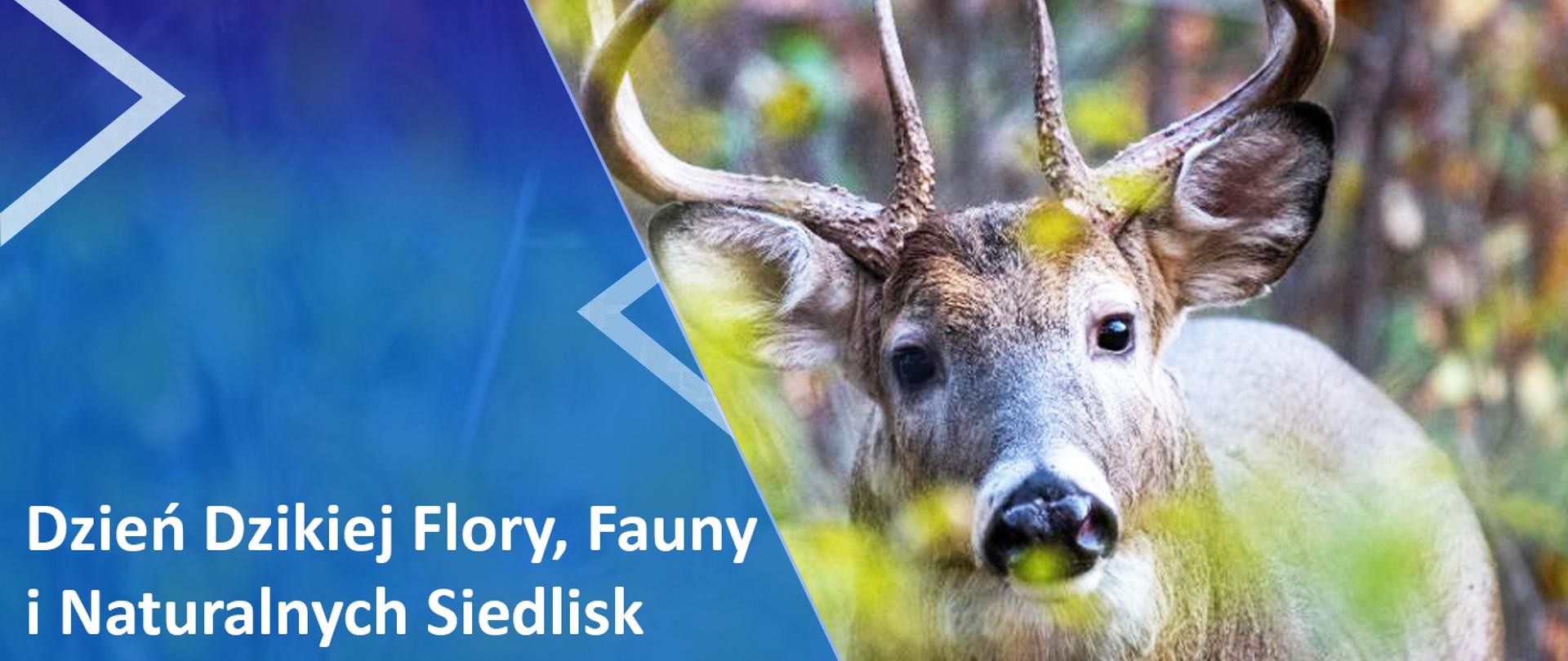 po lewej stronie na niebieskim tle napis Dzień Dzikiej Flory, Fauny i Naturalnych Siedlisk w tle zdjęcie jelenia