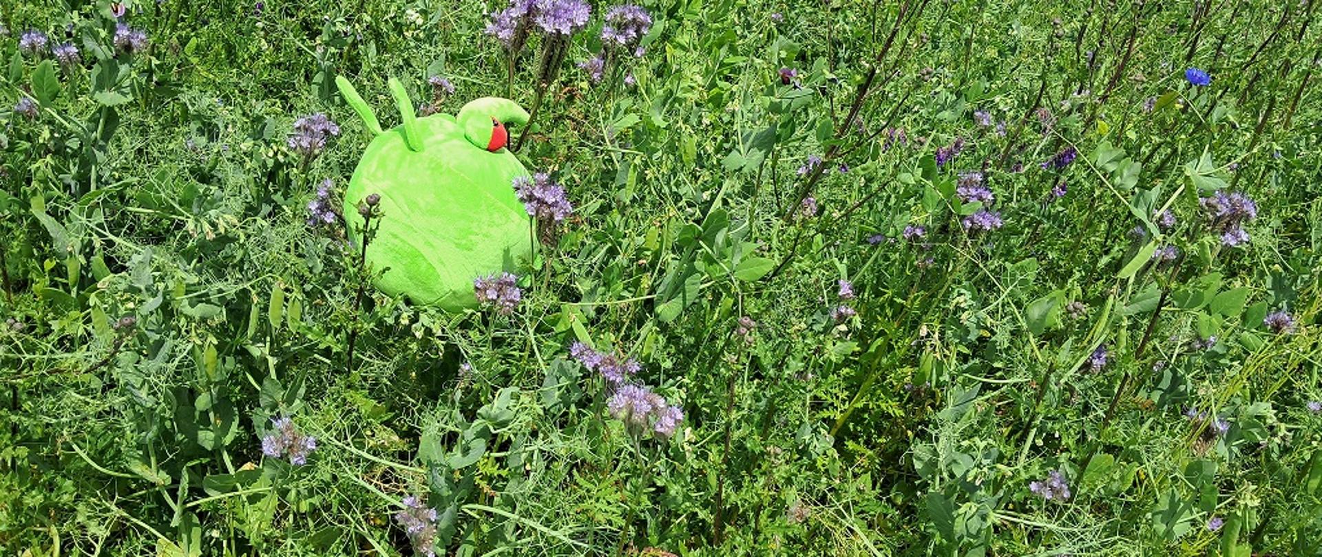 Zdjęcie przedstawiające zieloną maskotkę – agrofaga o imieniu Pesty, który przeprowadza ocenę polową facelii błękitnej. Agrofag umiejscowiony jest na tle plantacji facelii błękitnej