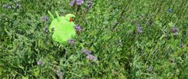 Zdjęcie przedstawiające zieloną maskotkę – agrofaga o imieniu Pesty, który przeprowadza ocenę polową facelii błękitnej. Agrofag umiejscowiony jest na tle plantacji facelii błękitnej