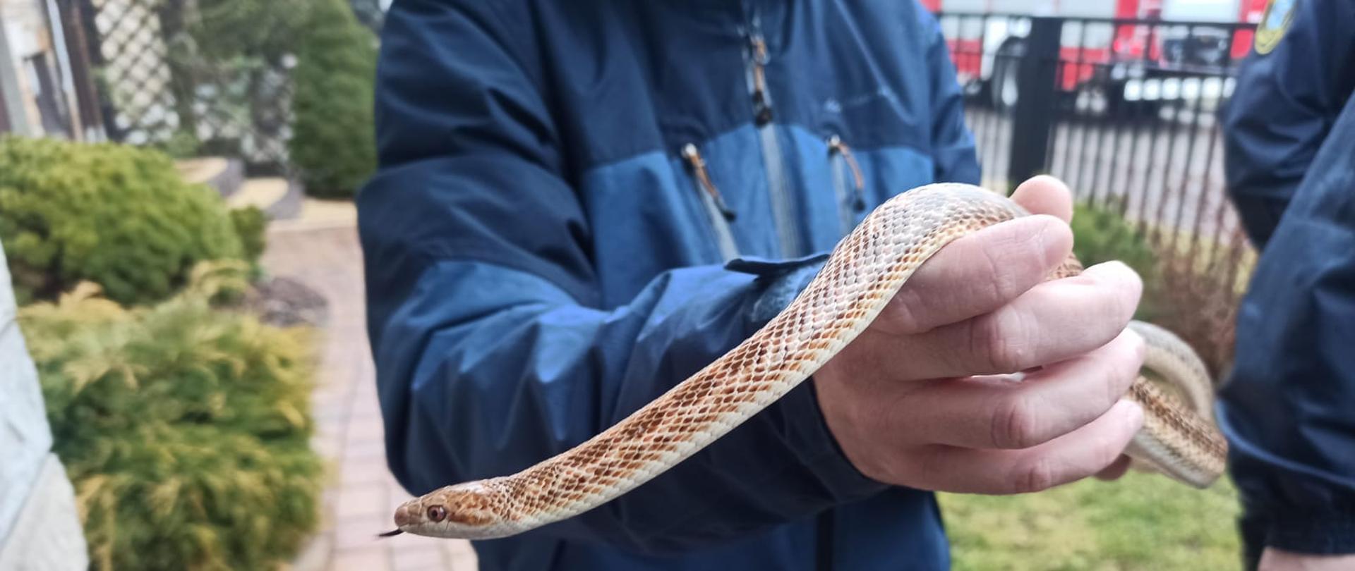 Na pierwszym planie weterynarz trzymający na ręku schwytanego przez strażaków węża zbożowego o długości około 1m. 