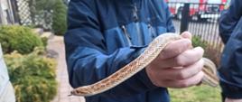 Na pierwszym planie weterynarz trzymający na ręku schwytanego przez strażaków węża zbożowego o długości około 1m. 