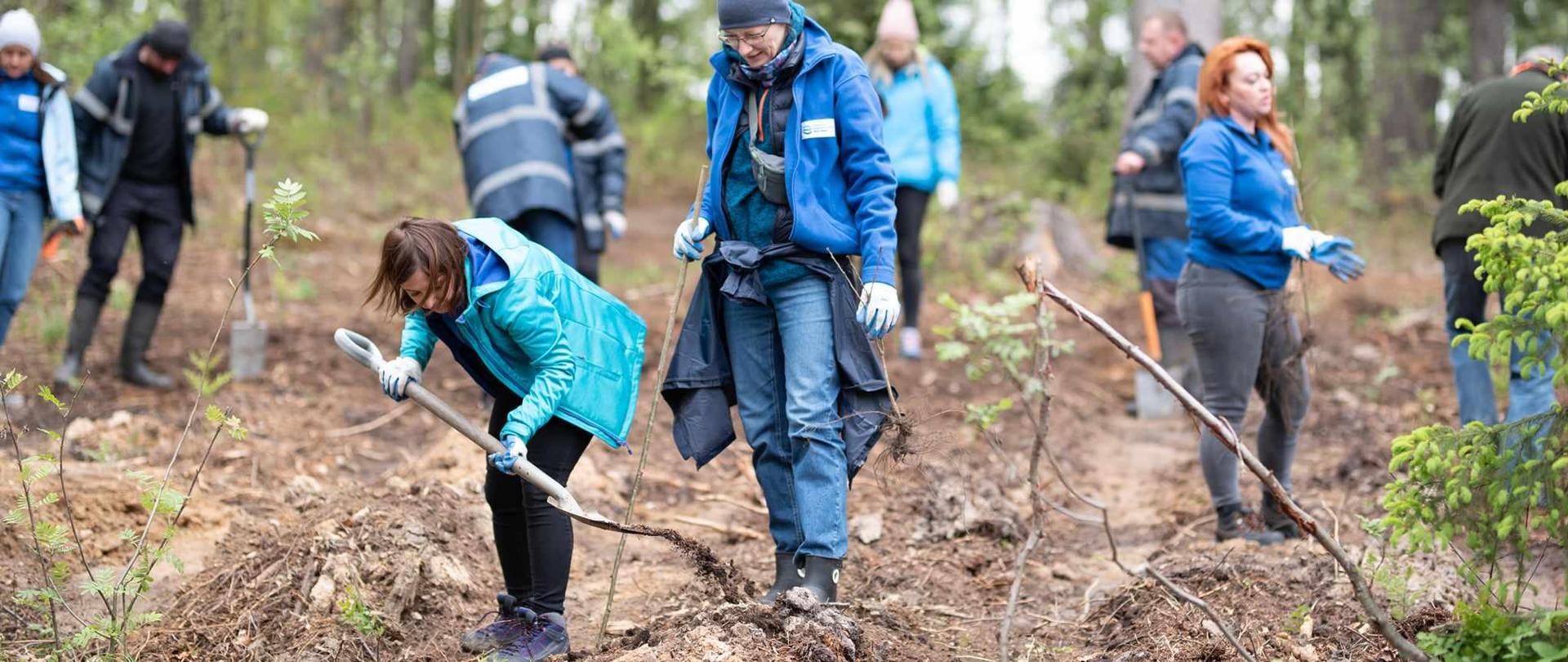 Sadzenie drzew w Parku Krajobrazowym Doliny Bobru przez pracowników Zarządu Zlewni w Lwówku Śląskim.