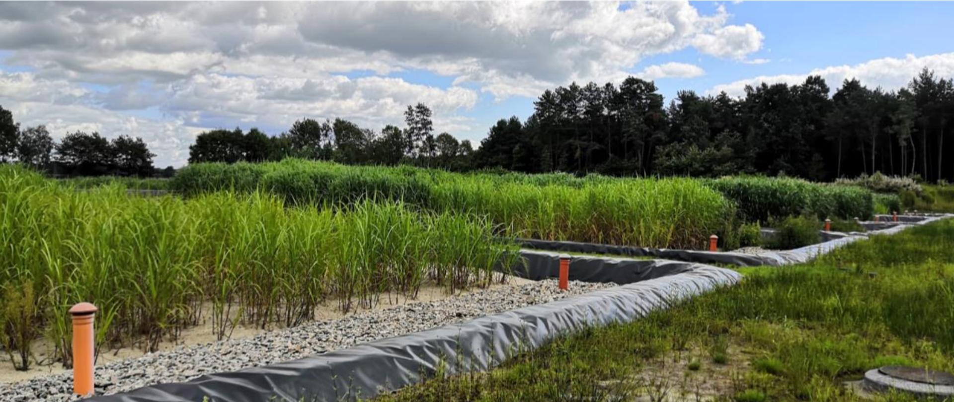 Oczyszczalnia hydrofitowa - Białka nad jez. Bialskim