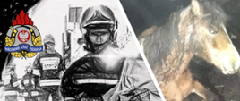 Nietypowa akcja ratownicza –uwieziony koń - infografika