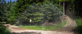 Na zdjęciu widoczny las oraz na piaszczystej drodze leży wąż pożarniczy na którego końcu zamontowana jest kurtyna wodna dająca rozproszony strumień wody w kształcie półkola.
