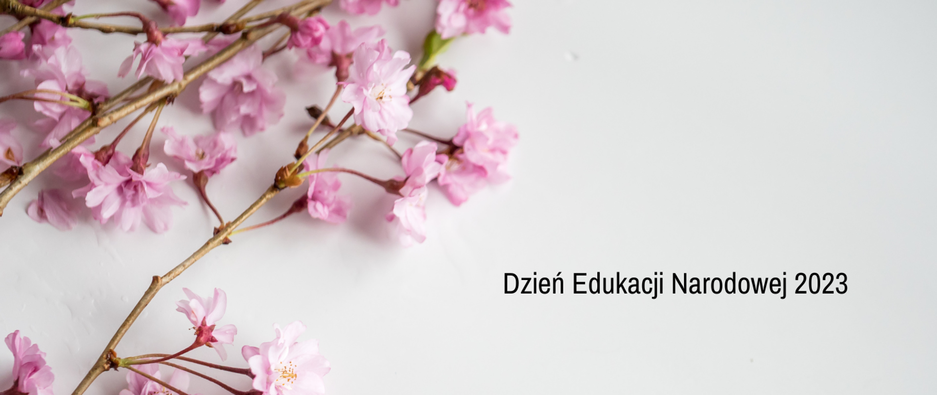 Na szarym tle po lewej stronie bladoróżowe kwiatki, a po prawej stronie czarny napis "Dzień Edukacji Narodowej 2023".