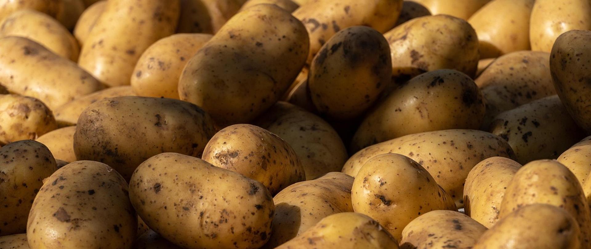 Na zdjęciu znajdują się bulwy ziemniaków luzem, bez opakowań.