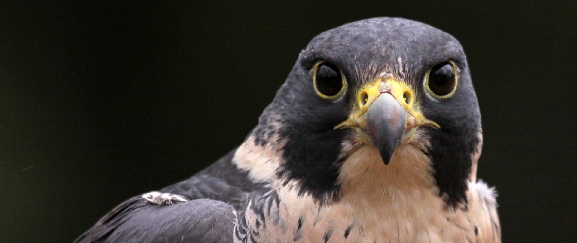 Zdjęcie przedstawiające orła