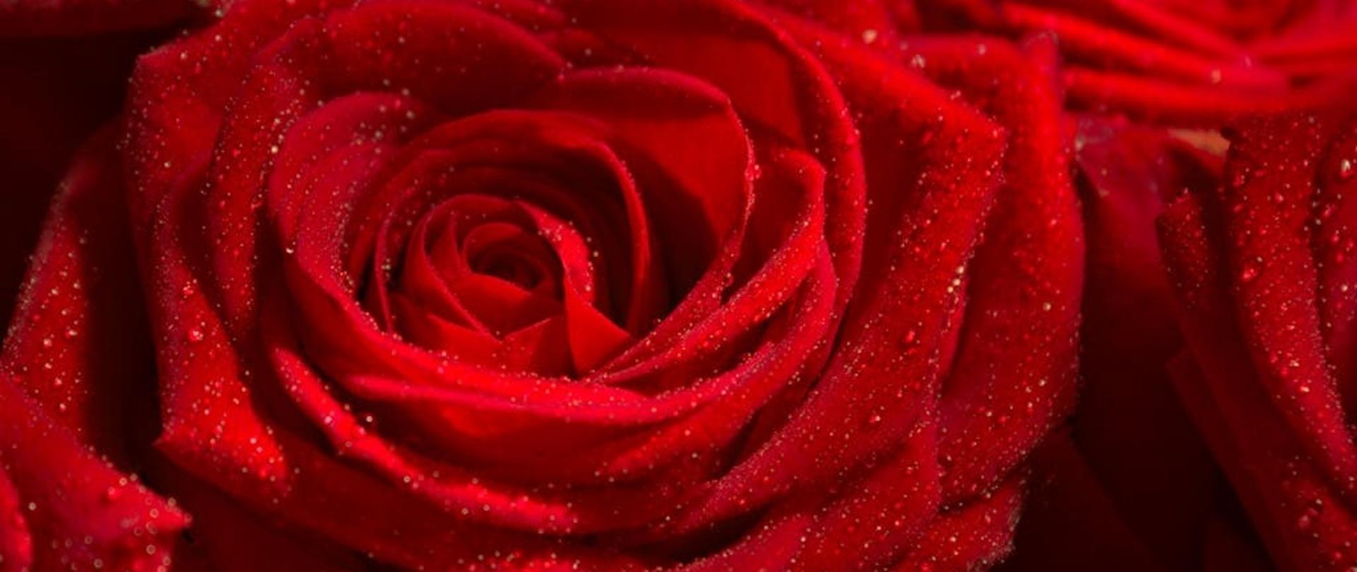 róża czerwona z kropelkami wody na płatkach