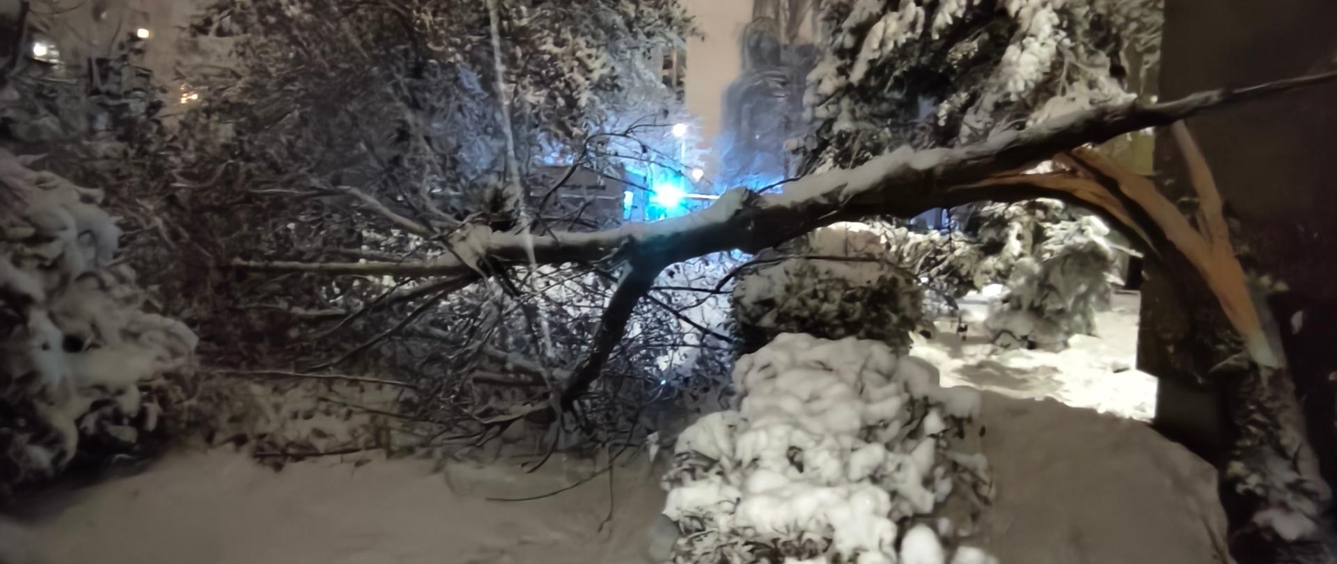 Złamane drzewo pod ciężarek śniegu. 