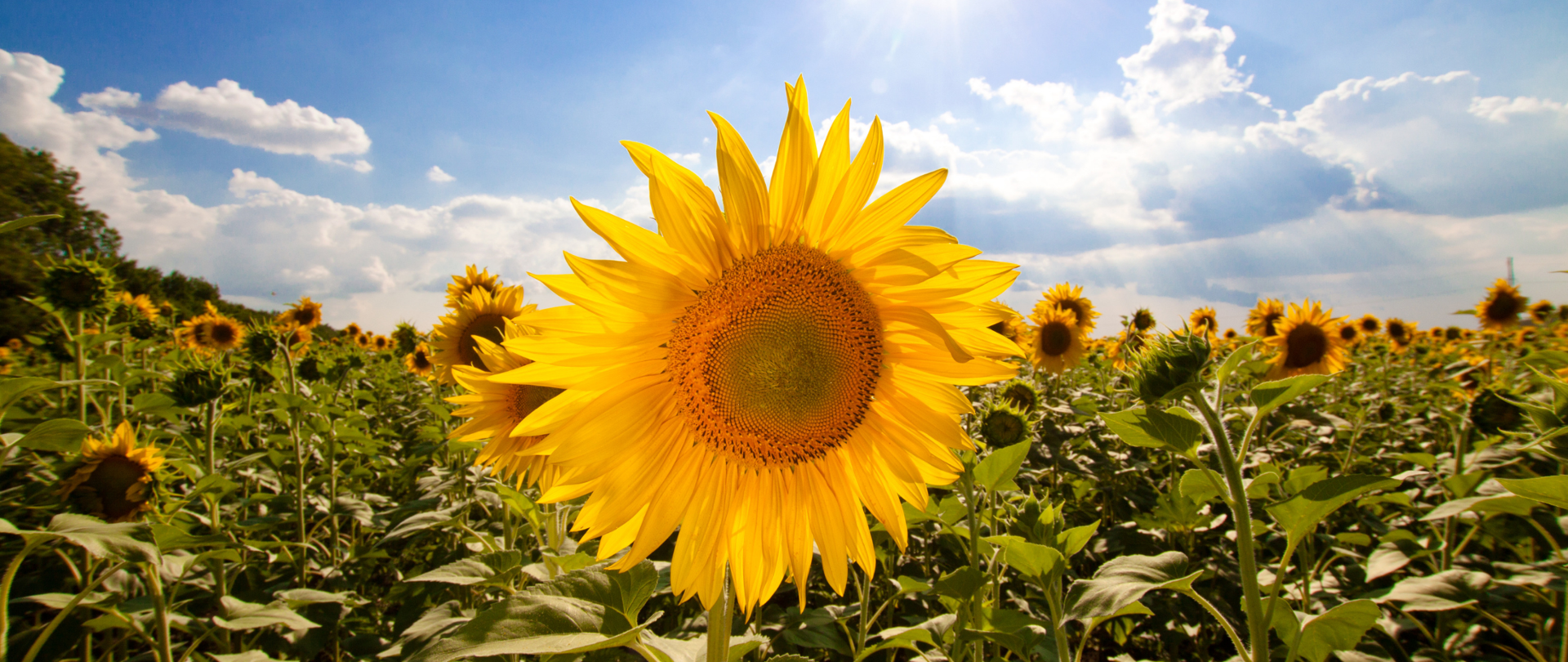 Słoneczniki na polu.