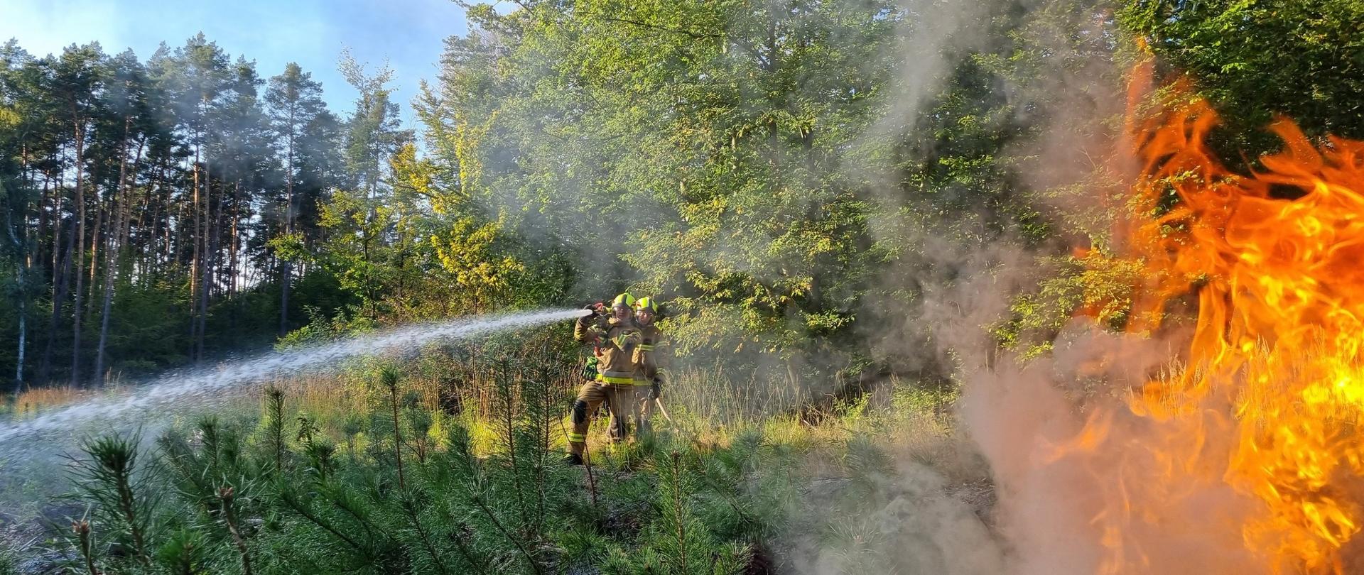 Na zdjęciu strażacy podający prąd wody w natarciu na pożar lasu. 