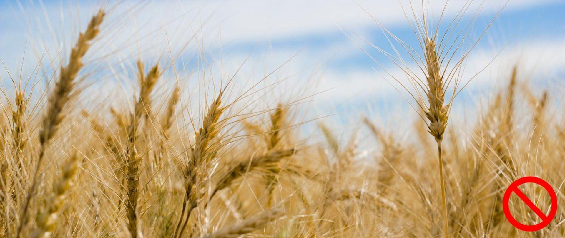 Żółte, dojrzałe kłosy zboża