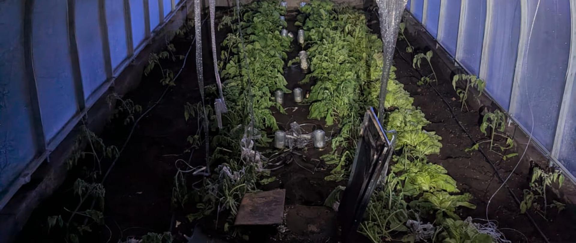 Tunel foliowy z przepaloną folią na dachu oraz ze spalonymi od temperatury sadzonkami warzyw.