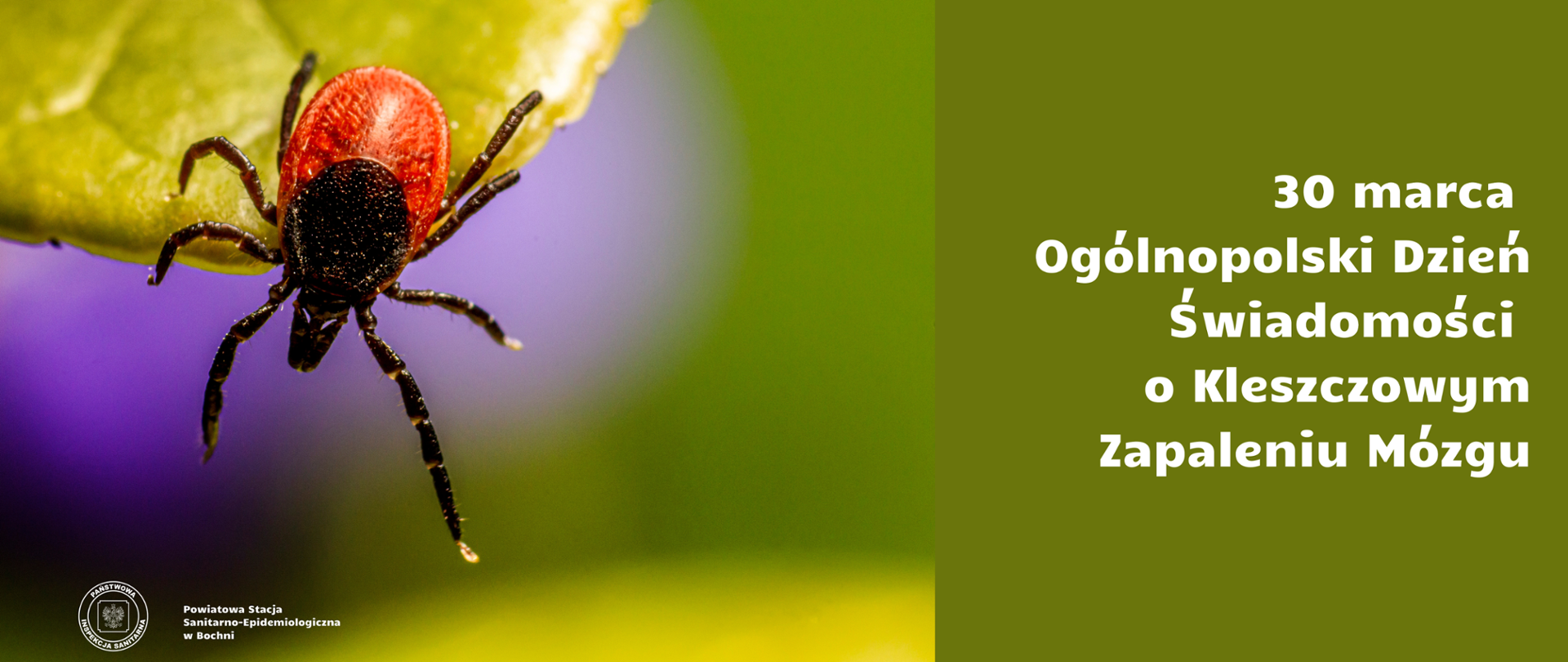 Na zdjęciu po lewej stronie znajduje się brązowy kleszcz na liściu. Po prawej jest informacja 30 marca Ogólnopolski Dzień Świadomości o Kleszczowym zapaleniu Mózgu