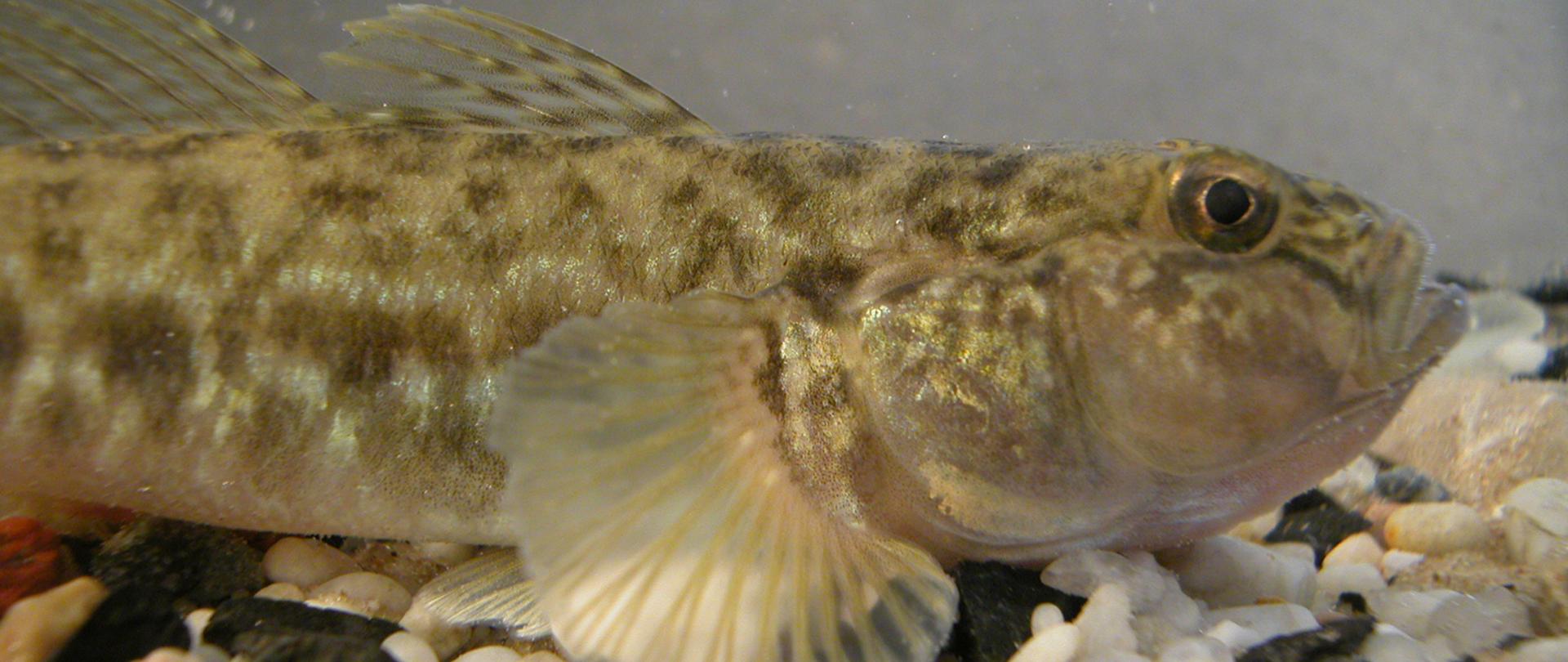 Na zdjęciu babka szczupła. łuski mienia się na kolor złoty i jasnobrązowy. 