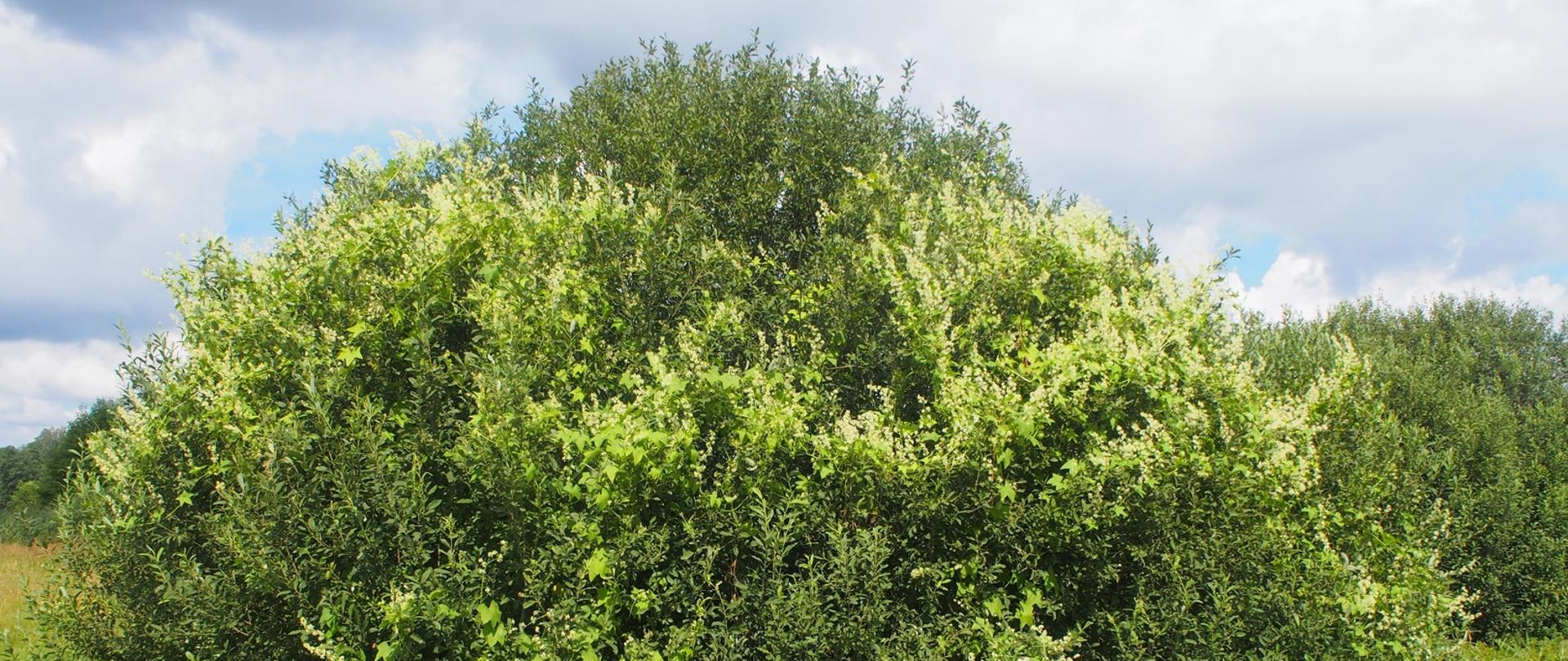 Kolczurka klapowana Echinocystis lobata w obszarze PLH200023 Dolina Pisy