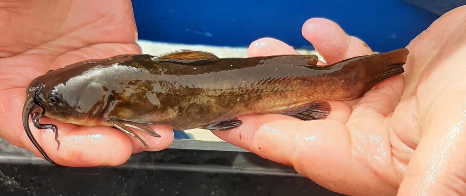 Odłów sumika karłowatego