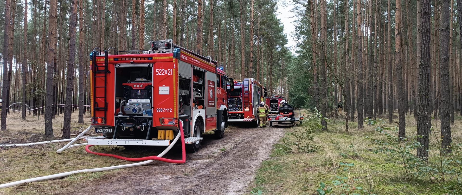 Na zdjęciu widać kolumnę trzech czerwonych wozów strażackich stojących na piaszczystej, leśnej drodze, otoczonej wysokimi sosnami. Z pierwszego, najbardziej widocznego wozu, rozłożono białe węże strażackie.