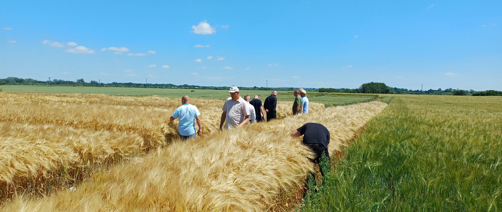 Grupa osób stojących na pośród poletek doświadczalnych zbóż, w tle niebo
