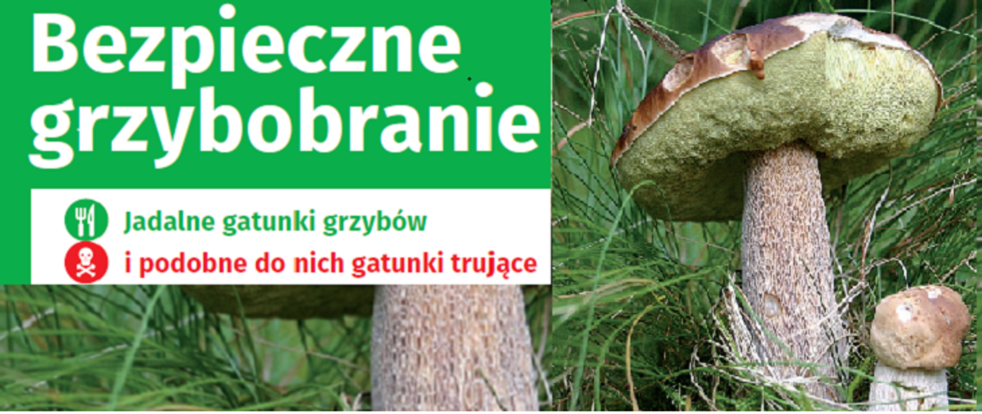 Bezpieczne grzybobranie
