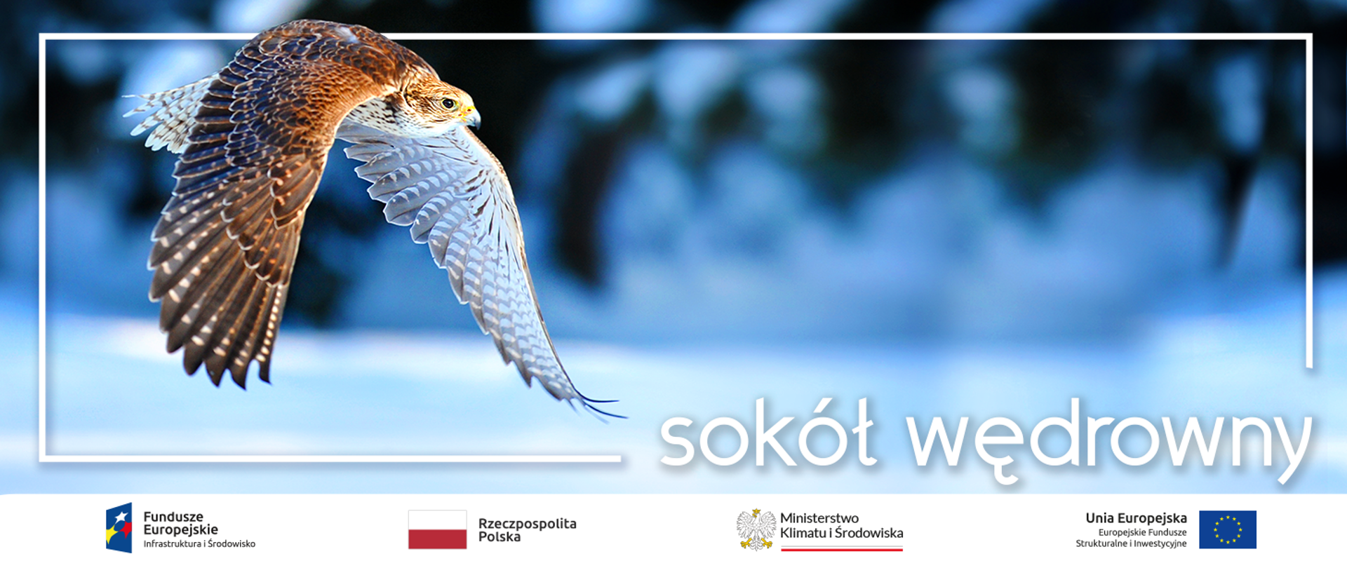  Restytucja sokoła wędrownego w Polsce