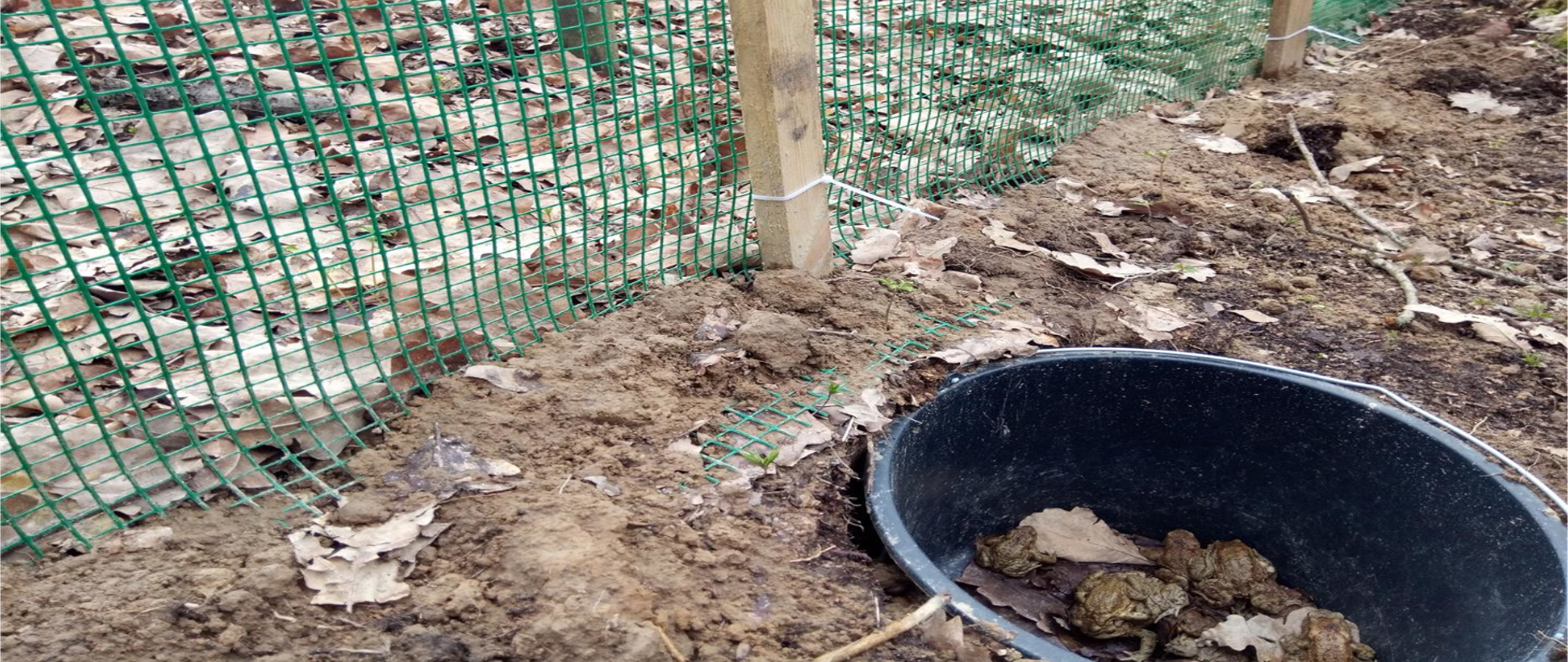 Ochrona płazów na drogach