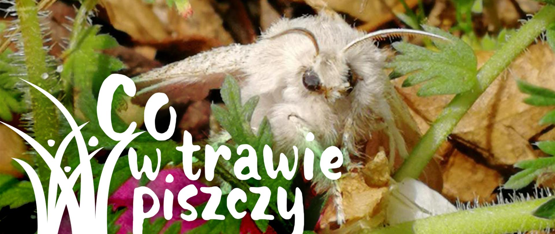 Na zdjęciu motyl Szczotecznicy szarawki (Calliteara pudibunda syn. Dasychira pudibunda) – gatunku motyla z rodziny mrocznicowatych i podrodziny brudnicowatych, motyl w kolorze biało-szarym widoczny w powiększeniu.