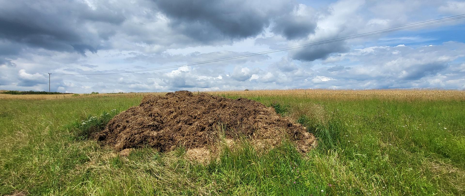 Pryzma obornika na gruncie stanowiąca nieprawidłowość.