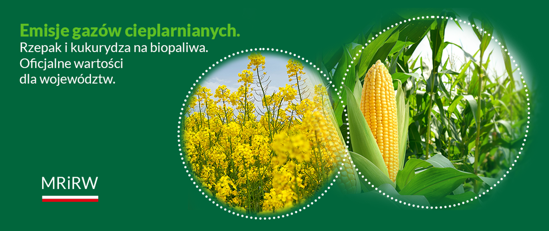 Emisje pod kontrolą. Nowe dane dla upraw rzepaku i kukurydzy na biopaliwa