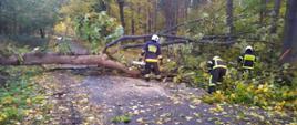 Zdjęcie przedstawia drzewo, które przewróciło się na jezdnię. Konary, przy pomocy pilarki spalinowej, tną na mniejsze kawałki strażacy w granatowych ubraniach i białych hełmach. W tle widoczny las.