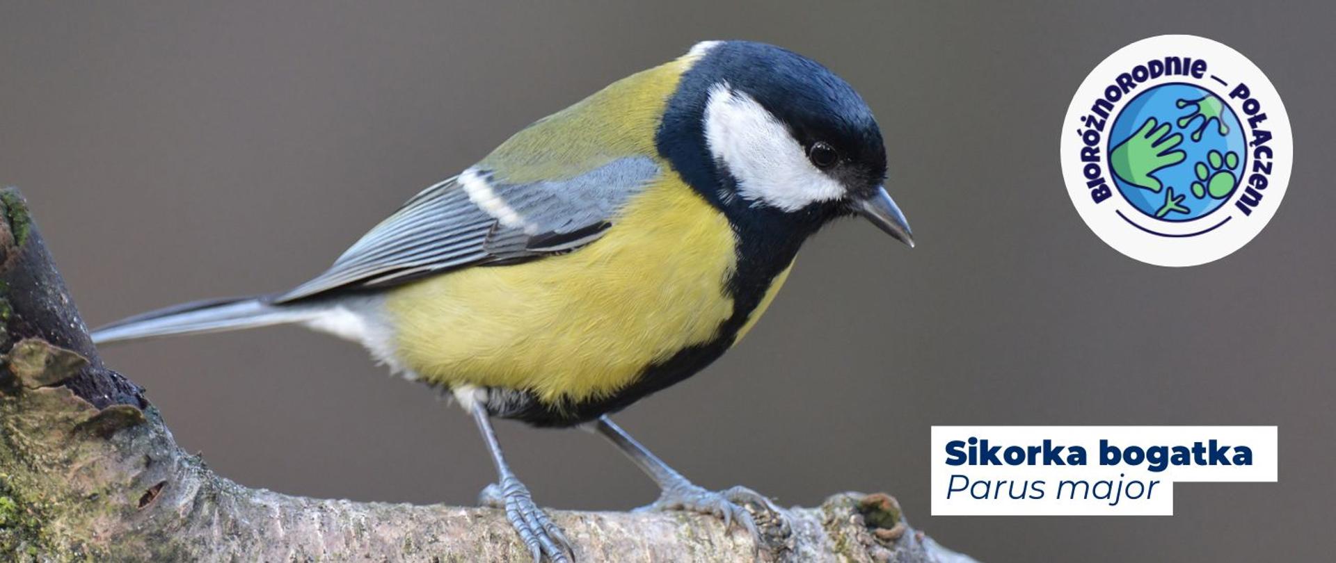 na zdjęciu widoczna jest sikorka bogatka. Na dole strony widnieje napis: Sikorka bogatka, Parus major. Na górze strony logo kampanii Bioróżnorodnie połączeni.
