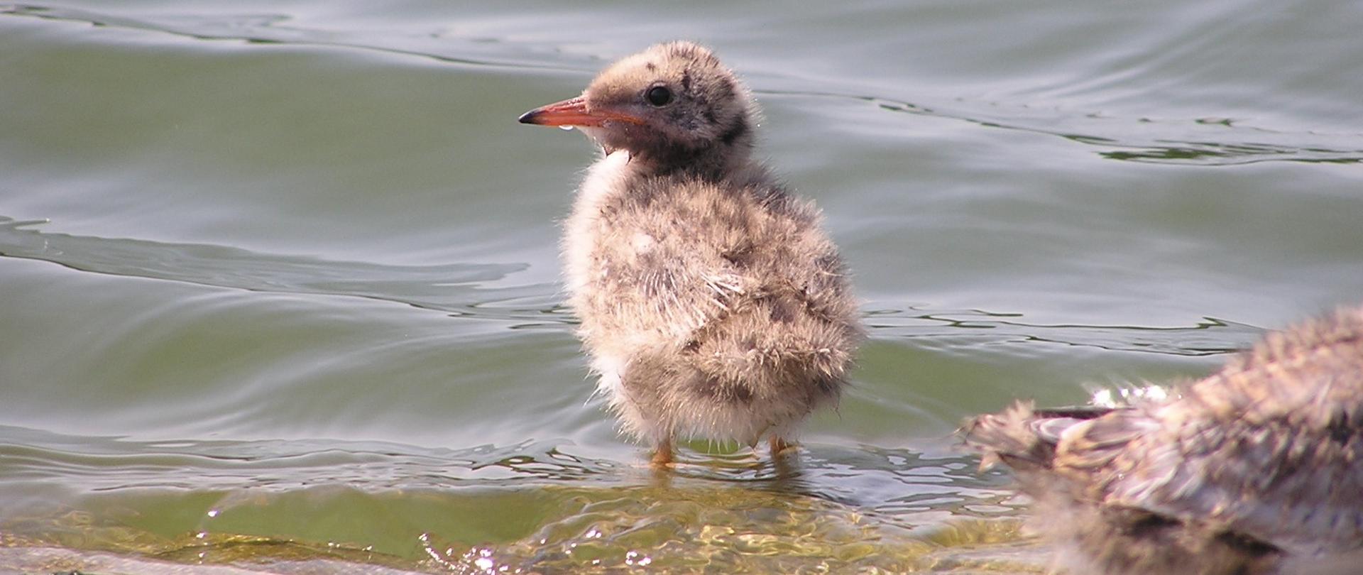 piskle rybitwy rzecznej 
