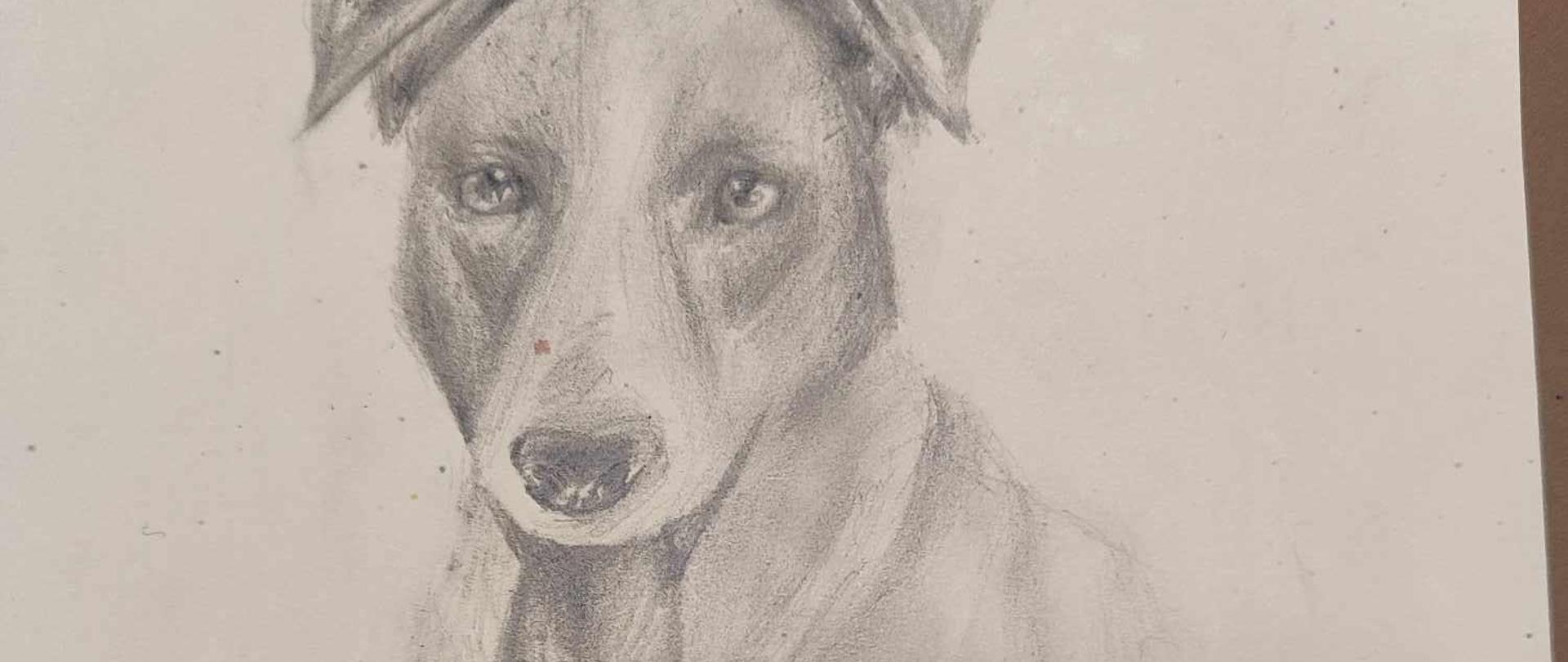 szkic ołówkiem - wizerunek psa