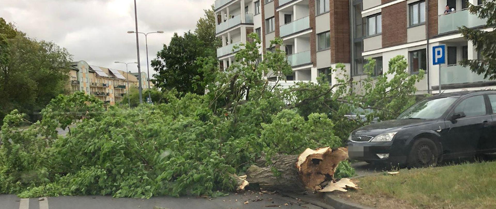 Porywisty wiatr w powiecie szczecineckim - drzewo spadło na jezdnie, zablokowany jeden pas drogi, obok stoi samochód osobowy 