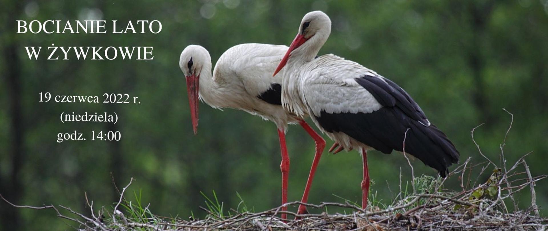W centralnej części zdjęcia znajdują się dwa ptaki - bociany białe, stojące na gnieździe w kolorze brązowym. W tle las. W lewym górnym rogu napis: Bocianie Lato w Żywkowie 19 czerwca 2022 r. (niedziela) godz 14:00. 