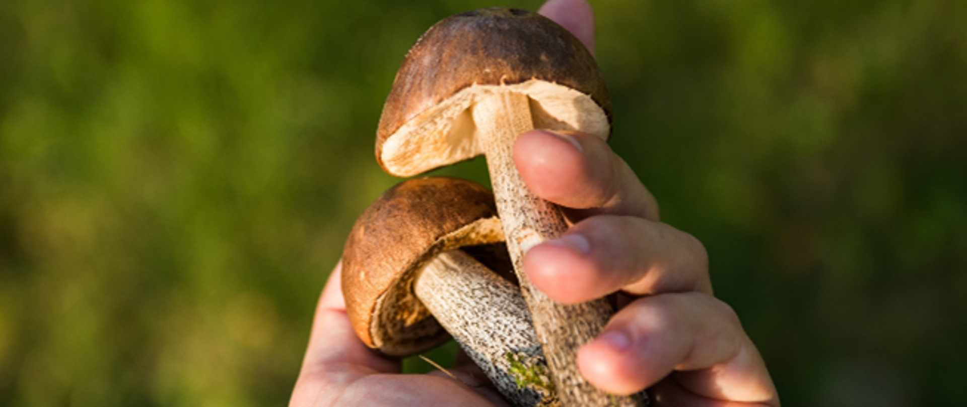 Dłoń trzyma dwa grzyby leśne