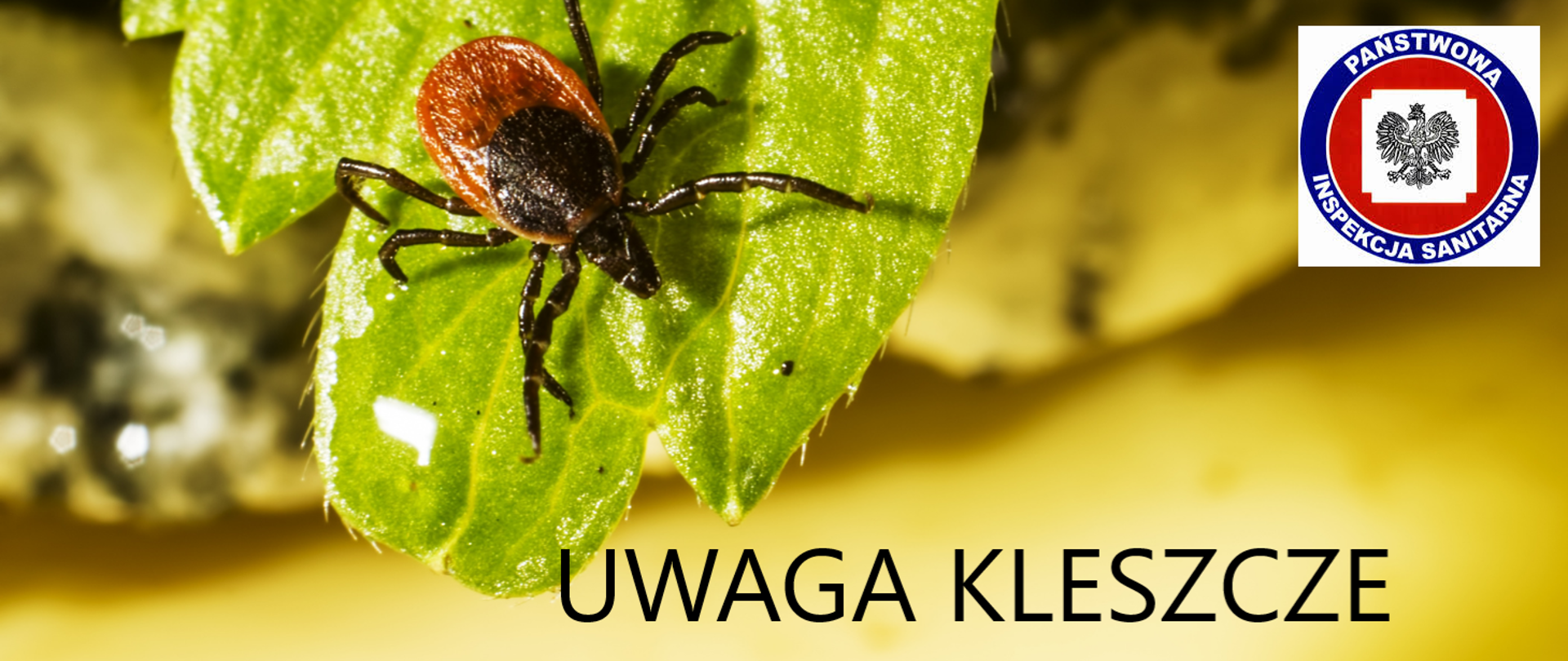 Uwaga! Kleszcze