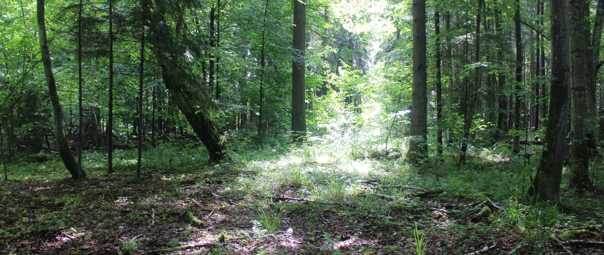 Bagienny rezerwat Chomontowszczyzna