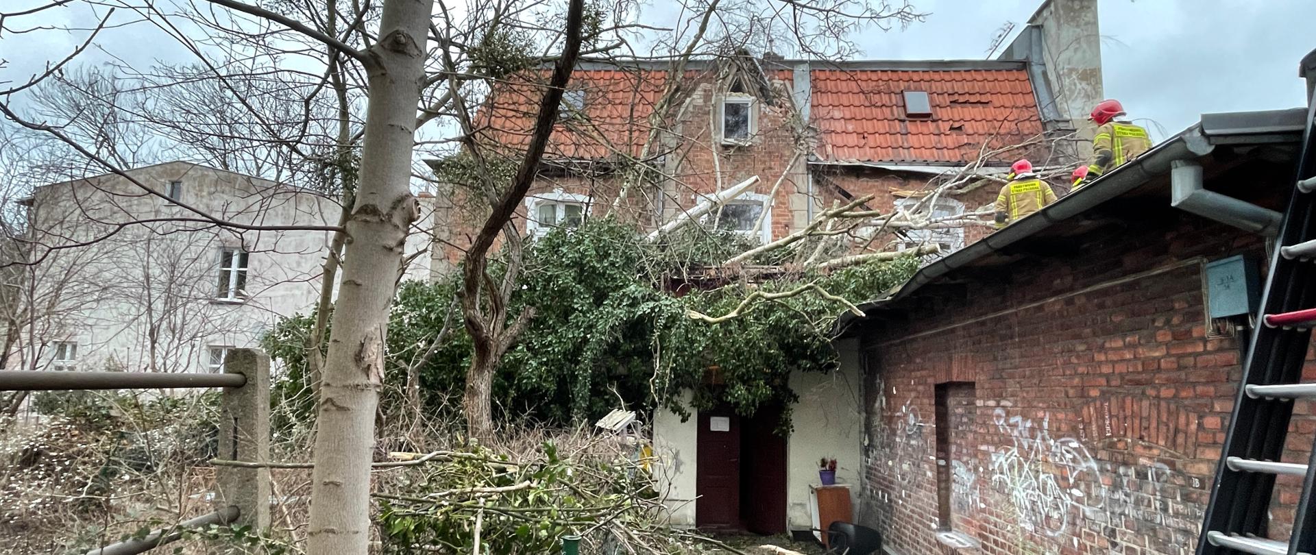 Ogromne drzewo przewrócone na budynek oraz daszek budynku przyległego Strażacy przy pomocy pilarki mechanicznej tną drzewo aby usunąć zagrożenie. Widać też uszkodzony fragment ściany oraz dachu
