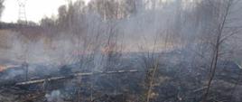 Na zdjęciu widoczny jest rozwój pożaru poszycia leśnego. Pożar obejmuje coraz większą powierzchnie