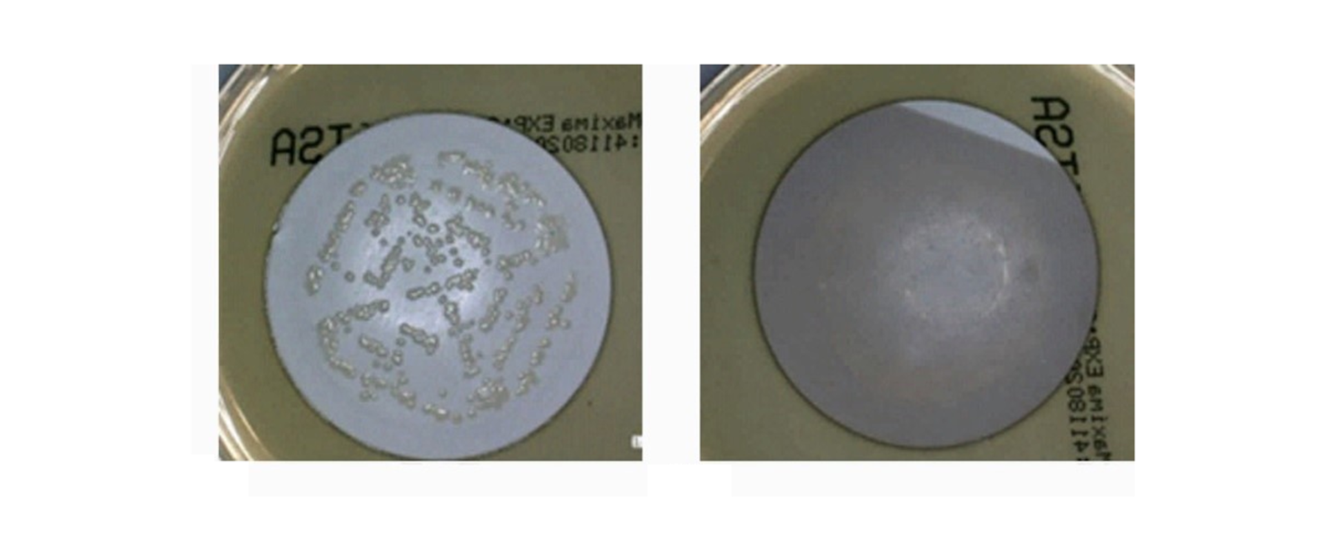 Multifunctional polymeric membranes modified using hybrid surface
