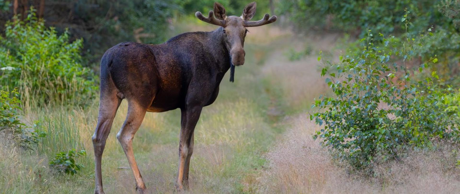 Łoś, fot. Dawid Bryliński RDOŚ w Bydgoszczy