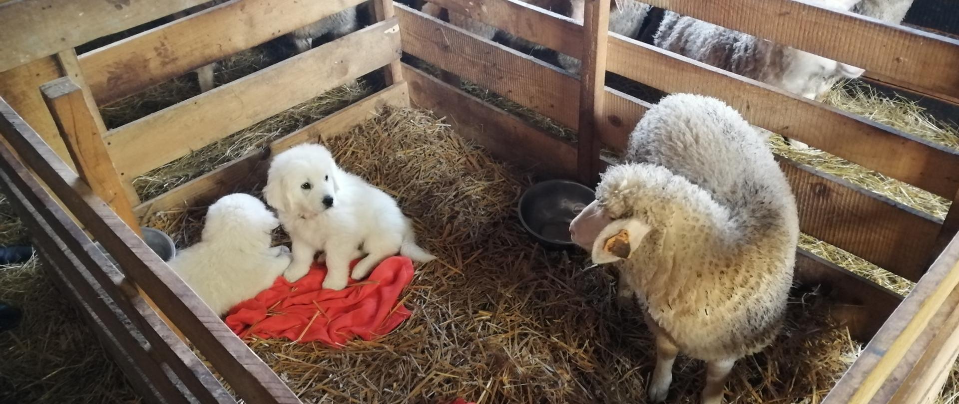 Na zdjęciu są dwa szczenięta psów rasy polski owczarek podhalański i owca. Zwierzęta znajdują się w kojcu na terenie owczarni.