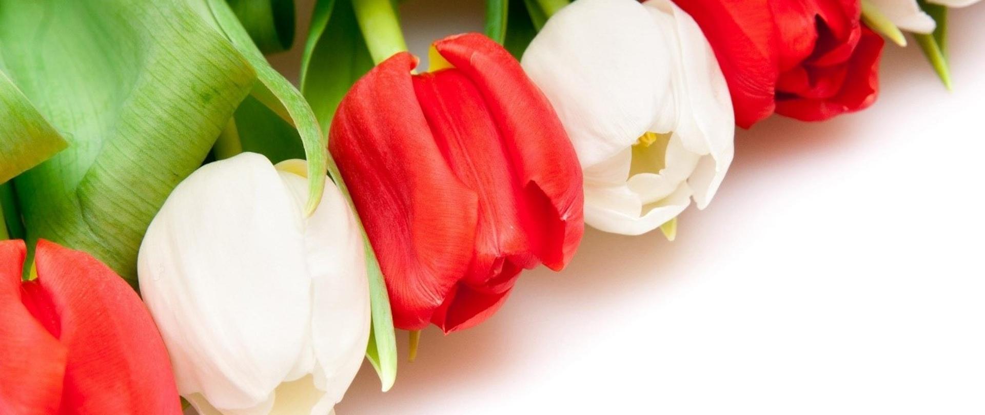 zdjęcie tulipanów białych i czerwonych